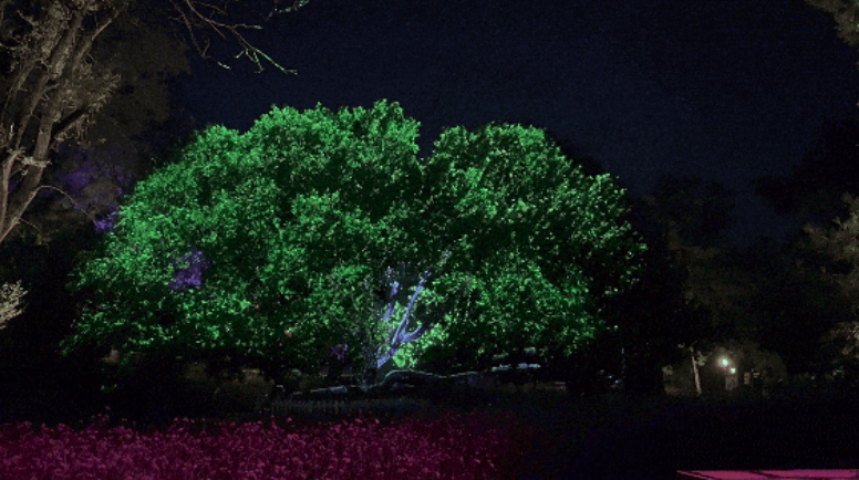 夜探沈阳植物园，巴可投影点亮「沐光森林」奇幻之夜！